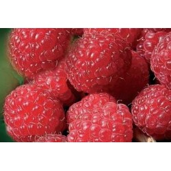 Framboisier Heritage Rm-C1.6L