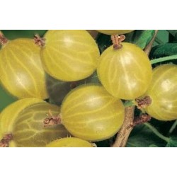 Groseillier Maquereaux...