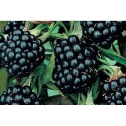 Murier Dirksen Sans Epines...