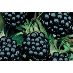 Murier Sans Epine...