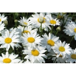 Marguerite Ete C0.65L