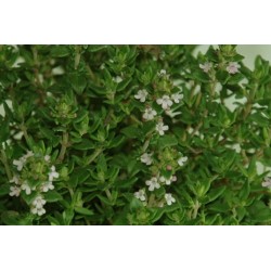 Thym Citron C0.75L