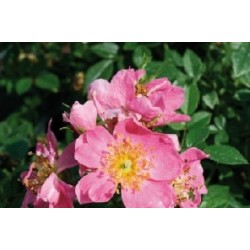 Rosier Mini Rose Couvr_S-B6G8