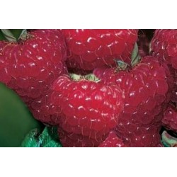 Framboisier Zeva Rm-C1.6L