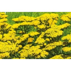 Achillea Naine C0.65L