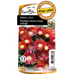 Delosperma Red Mountain Rge...