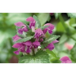 Lamium Maculatum C0.65L