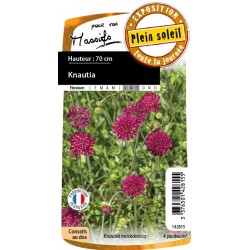 Knautia Macedonica Pourpre...