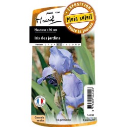 Iris Des Jardins Yolande D...