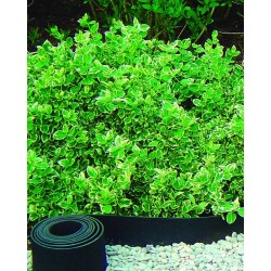 SELFIX BORDURA Bordure...