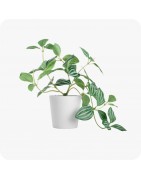 Plantes vertes artificielles