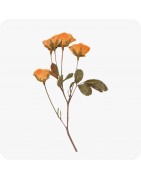 Fleurs séchées