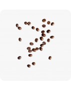 Cafés