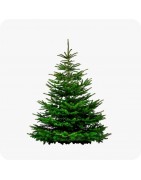 Sapins de Noël naturel