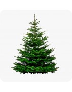 Sapin de Noel en mottes