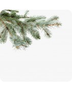 Branchages