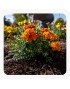Terre de Jardin