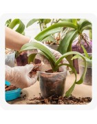 Engrais plantes d'intérieur
