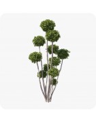 Topiaires conifères
