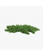 Plantes couvre sols