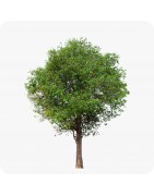 Arbres