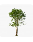 Arbres tige