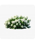 Arbustes à fleurs
