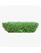 Plantes de Haies