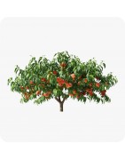 Fruitiers noyaux
