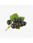 Petits fruits