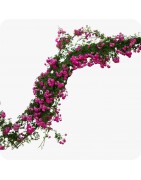 Grimpantes à fleurs