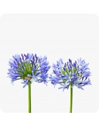 Plantes Méditerranéennes