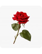 Rosiers sur tige