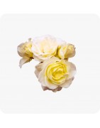 Rosiers couvre sol