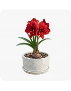 Plantes Bulbeuses