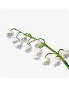 Muguet