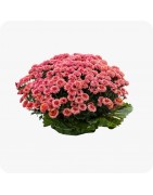 Chrysanthemes