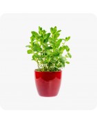 Pots