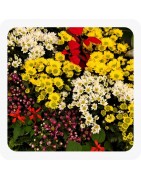 Plantes fleuries annuelles