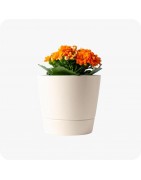 Annuelles-Pots