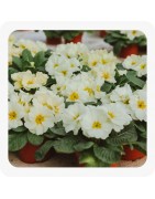 Annuelles-Barquettes