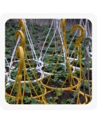 Annuelles-Suspension