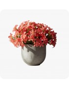 Bi annuelles-Pots