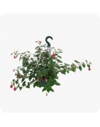 Bi annuelles-Suspension
