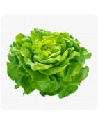 Salades