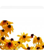 Plantes vivaces