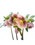 Hellebores