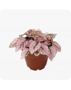 Pots