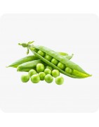 graine de pois