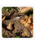 Bulbes de potagers